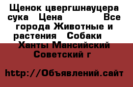 Щенок цвергшнауцера сука › Цена ­ 25 000 - Все города Животные и растения » Собаки   . Ханты-Мансийский,Советский г.